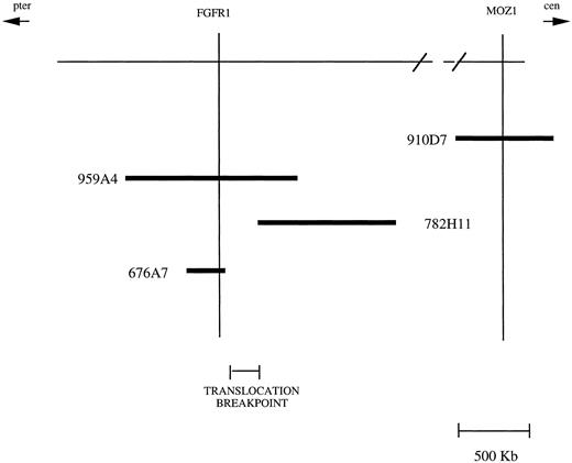 Fig. 3. Summary of the physical map in 8p11 encompassing the 8; 13 translocation breakpoint.The position of genetic markers from the physical map relative to the chromosome 8 centromere (cen) and telomere of the short arm (pter) are shown at the top. The presence of these markers (indicated by the vertical lines) in a series of YACs (indicated by the horizontal bars) is shown. Since there are no markers linking YACs 782H11 and 910D7, the distance between the ends of these YACs could not be determined. The 8; 13 translocation breakpoint lies in the interval between the ends of YACs 676A7 and 782H11.