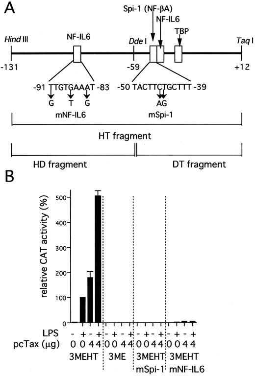 Fig. 2. IL1B promoter activity induced by HTLV-I Tax requires two binding sites for NF-IL6 and Spi-1. (A) The scheme shows a representation of the IL1B promoter HT fragment. Specific nucleotide substitutions contained in the two distinct mutated HT fragments are indicated by an arrow. These mutations are located at specific sites known to be critical for NF-IL6 and Spi-1 binding respectively.3234 (B) pcTax, a Tax expression vector (4 μg) was transfected as indicated along with either wild-type or mutated 3MEHT CAT reporters (10 μg). Following transfection, cells were treated with 100 ng/mL of LPS or left untreated. The CAT data were normalized to the average activity elicited by LPS-induced 3MEHT construct in the absence of expression vector cotransfection. Error bars represent SD from three independent experiments. The total amount of transfected DNA was kept constant (14 μg) by the addition of control vector.