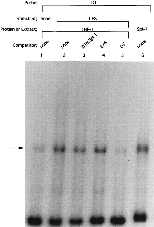 Fig. 3. Spi-1 is a predominant protein that binds to the overlapping NF-IL6/Spi–1 binding site. The −59 to +12 DT fragment was used as a radiolabeled probe. Nuclear extracts were derived from THP-1 cells untreated (lane 1) or treated with 100 ng/mL of LPS for 45 minutes (lanes 2 to 5). In lane 6, in vitro expressed recombinant Spi-1 was used. Cold competitor DNAs were described in the text and in the legend to Fig 2A. All competitors were used in a 50-fold molar excess over the radiolabeled probe. The arrow locates the mobility of Spi-1.