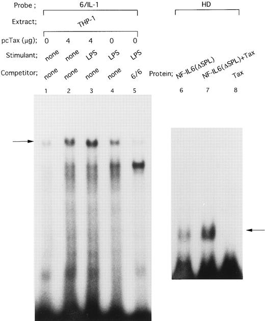 Fig. 5. HTLV-I Tax induces binding of NF-IL6 to the IL1B promoter. DNA binding reactions were performed with a radiolabeled 6/IL-1 (lanes 1 to 5) and −131 to −59 HD probe (lanes 6 to 8). The oligonucleotide 6/IL-1 sequence containing the −91 to −83 NF-IL6 site of the IL1B promoter was described in the Materials and Methods. Nuclear extracts prepared as described in the legend to Fig 4 were used. In lanes 6 to 8, recombinant truncated NF-IL6 with a deletion of the activation domain (Δspl) and/or recombinant Tax protein were incubated with a radiolabeled HD probe. An oligonucleotide 6/6 contains a strong NF-IL6 binding site from the human IL-6 gene. The 6/6 competitor was used in a 50-fold molar excess over radiolabeled probe. The arrow locates the mobility of DNA-protein complex containing NF-IL6.