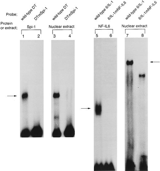 Fig. 6. The site-specific mutations, mSpi-1 and mNF-IL6 (Fig 2A) within the IL1B promoter block binding of Spi-1 and NF-IL6, respectively. DNA binding reactions were performed by using radiolabeled DT, DTmSpi-1, 6/IL-1, and 6/IL-1mNF-IL6 probes. DTmSpi-1 fragment containing a site-specific mutation, mSpi-1 (Fig 2A) was generated by restriction endonuclease digestion of 3MEHTmSpi-1. 6/IL-1mNF–IL6 is a synthetic oligonucleotide identical to the 6/IL-1, but possesses a site-specific mutation, mNF-IL6 described in the legend to Fig 2A. These mutations abolished IL1B promoter induction by Tax. Recombinant Spi-1 protein was incubated with either the wild-type DT (lane 1) or DTmSpi-1 (lane 2). Recombinant full-length NF-IL6 was incubated with either the wild-type 6/IL-1(lane 5) or its mutated version, 6/IL-1mNF-IL6 (lane 6). Nuclear extract prepared from THP-1 cells carrying pcTax, a Tax-expression vector was used in lanes 3, 4, 7, and 8.