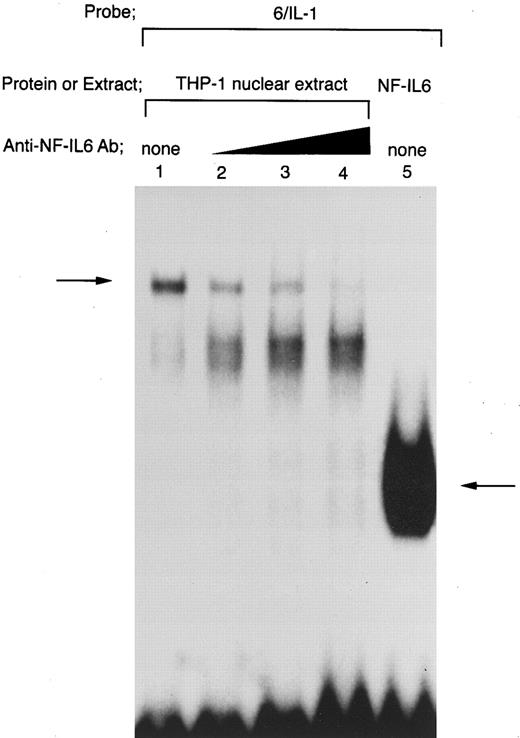 Fig. 7. Tax-inducible complex formed between THP-1 nuclear extract and 6/IL-1 oligonucleotide contains not only NF-IL6, but also other protein(s) than NF-IL6. DNA binding reactions were performed with a radiolabeled 6/IL-1. Nuclear extract prepared from Tax-expressing THP-1 cells was used in lanes 1 to 4. Lane 5 shows the mobility of NF-IL6 homodimer formed with recombinant full-length NF-IL6. Nuclear extract was incubated with anti-NF–IL6 Ab at room temperature for 30 minutes and then assayed for binding activity to the radiolabeled 6/IL-1 probe. Triangle indicates increasing anti-NF–IL6 Ab concentrations. The total amount of added antibody in each reaction mixture was kept constant by the addition of a control antibody.