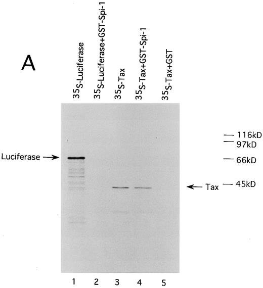 Fig. 8. HTLV-I Tax physically interacts with both Spi-1 (A) and NF-IL6 (B). 35S-labeled Tax and luciferase proteins were prepared by in vitro transcription and translation. Lanes 1 and 3 of experiments A and B indicated the mobilities of these radiolabeled proteins on SDS-PAGE. In lanes 2, 4, and 5 of A and B, labeled proteins were incubated with GST, GST-Spi-1, or GST-NF-IL6 protein linked to glutathione-agarose beads. After incubation, the beads were washed, and bound proteins were eluted. The eluted proteins were analyzed on SDS-PAGE.