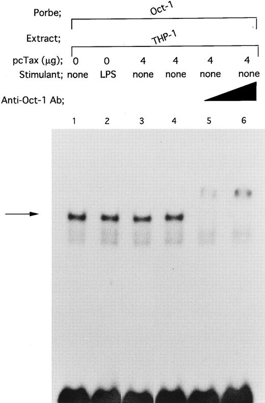 Fig. 9. Neither HTLV-I Tax nor LPS enhances binding of Oct-1 to its target octamer-binding motif. DNA binding reactions were performed with a radiolabeled Oct-1 consensus oligonucleotide. The oligonucleotide containing the octamer-binding motif was described in Materials and Methods. Nuclear extracts prepared as described in the legend to Fig 4 were used. In lanes 5 and 6, nuclear extract was incubated with anti-Oct–1 Ab at room temperature for 30 minutes. Triangle indicates increasing anti-Oct–1 Ab concentrations. In lanes 4 to 6, the total amount of added antibody in each reaction mixture was kept constant by the addition of a control antibody.