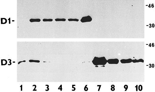 Fig. 3. Immunoblotting analysis of cyclin D1 and D3 protein abundance in total cell extracts of various exponentially proliferating human cells. Upper panel, cyclin D1 detection with the MoAb DCS-6; lower panel, cyclin D3 detected with the MoAb DCS-22. Cell types examined were PHA-stimulated normal lymphocytes (lane 1); WI38 diploid fibroblasts (positive control, lane 2); B-cell lymphoma lines harboring the t(11; 14) translocations JVM-2 (lane 3), K620 (lane 4), NCEB-1 (lane 5), and SP-49 (lane 6); MOLT-4 T-cell leukemia line (lane 7); and B-cell lymphoma lines lacking the t(11; 14) translocations Ramos (lane 8), Daudi (lane 9), and Namalwa (lane 10). Note the reciprocal expression of cyclins D1 and D3 among the lymphoma/leukemia-derived cell lines (lanes 3 to 6 versus lanes 7 to 10). The molecular weight of the markers is given in kilodaltons.