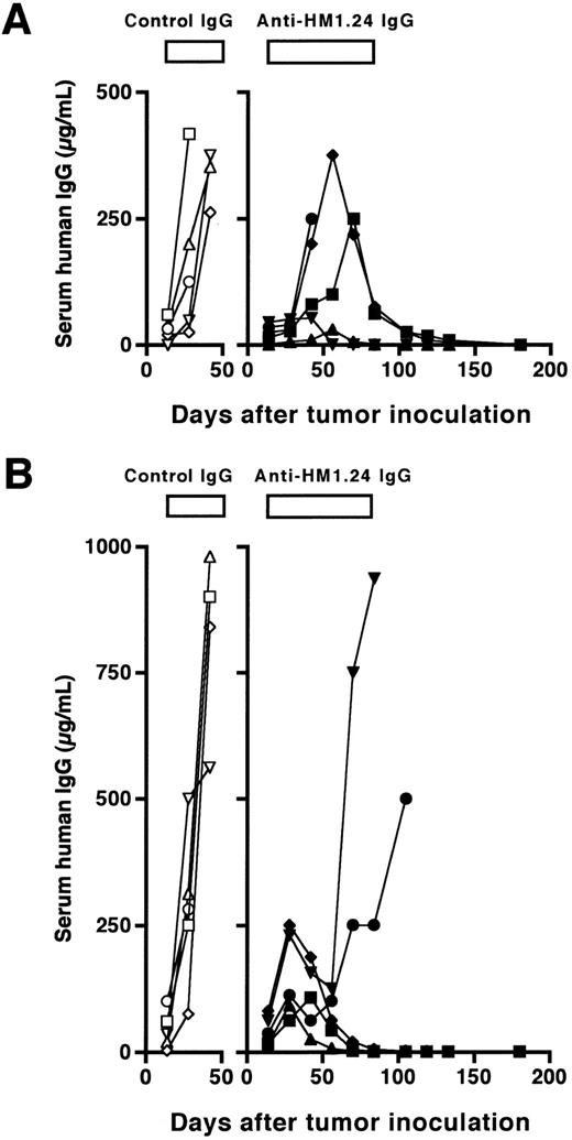 Fig. 2. Course of serum levels of human IgG in SCID mice after (A) intravenous or (B) subcutaneous inoculation of ARH-77 cells. The treatment (100 μg/dose, total of 10 injections, once a week) was started 15 days after tumor inoculation. Data represent serum human IgG of each mouse treated with either control IgG (○, □, ⋄, ▵, ▿) or anti-HM1.24 MoAb (•, ▪, ♦, ▴, ▾).