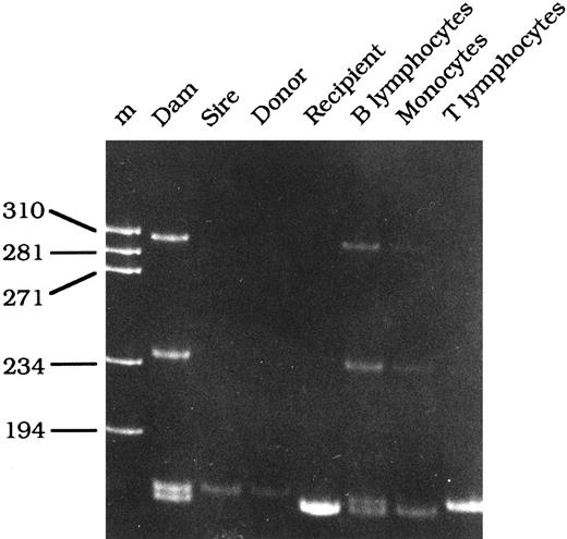 Fig. 1. PCR-based mutation analysis of the γc gene in genomic DNA isolated from the mother (dam), father (sire), normal female littermate donor (donor), R-16 before bone marrow transplantation (recipient), and B lymphocytes, monocytes, and T lymphocytes obtained from R-16 6 months following bone marrow transplantation.