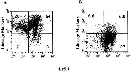 Fig. 1. Enrichment of lineage-depleted progenitor cells. Donor C57BL6/Ly5.1 BM cells were incubated with a cocktail of antibodies to lineage-specific markers and with an antibody to Ly5.1. Aliquots of these cells were analyzed by flow cytometry before depletion of lineage-positive cells with immunomagnetic beads (A) and after the enrichment of the lineage-negative hematopoietic progenitors (B). The percentage of total cells in each quadrant is indicated.