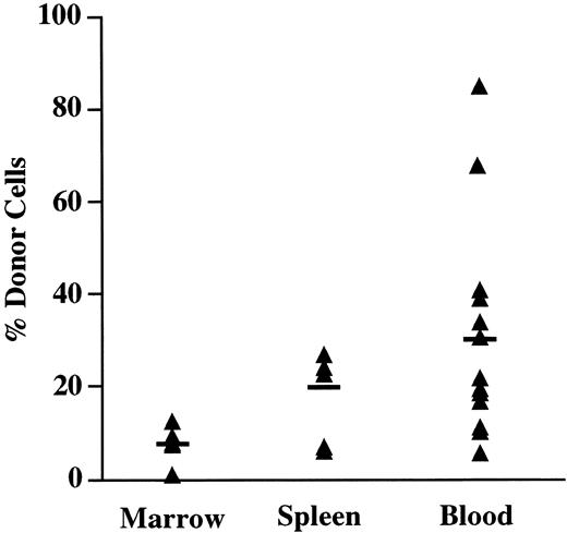 Fig. 3. Tissue distribution of in utero transplanted cells. The PB, BM, and spleen of fetal recipients of Ly5.1 lineage-depleted progenitors were analyzed for the presence of donor cells 4 weeks after in utero injection. Mice with ≥1% Ly5.1 donor cells were considered chimeric. The percentage of total Ly5+ cells that expressed the Ly5.1 donor marker is shown for individual chimeric mice.The horizontal bar indicates the mean percentage of donor cells in each group.