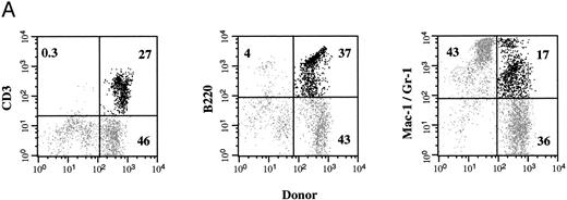Fig. 4. Donor-derived multilineage hematopoiesis. The PB, BM, and spleen of chimeric recipients was evaluated for the presence of Ly5.1+ donor cells 4 weeks after in utero transplantation. (A) The percentage of total cells that express either a lineage-specific marker and/or Ly5.1 in the PB of a representative recipient is indicated. (B) The mean and SEM of the frequency of lineage-specific, donor-derived cells in the PB, BM, and spleen of chimeric recipients (n = 6) is shown. (□) CD3; (▨) B220; (▪) Mac-1/Gr-1.