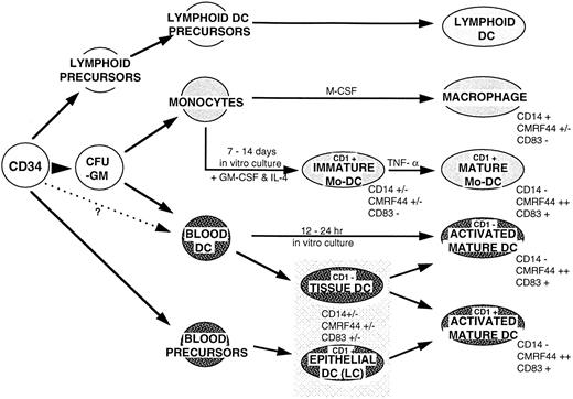 Fig. 3. A putative hematopoietic differentiation pathway for myeloid and lymphoid DC. Lymphoid DC have different properties (?tolerizing) from the myeloid DC, which is immunostimulatory in most circumstances. The surveillance tissue-based DC:LC in the skin, DC in the respiratory tract, gut, or other nonlymphoid tissues, migrate after exposure to infection, tissue damage/inflammation, or antigen (ie, danger signals) via the afferent lymphatics to the T-lymphocyte–dependent areas of the draining LN. It is possible that epithelial based CD1+ DC have an independent derivation from the stem cell. The ability of Mo and Mø to convert to DC in vivo has yet to be established.
