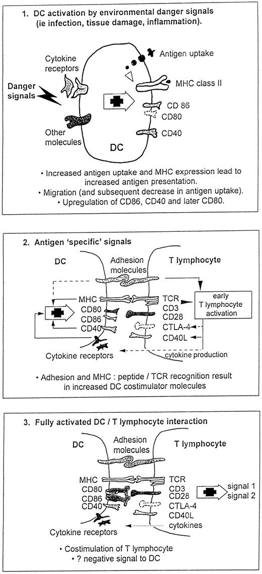 Fig. 4. Molecular interactions between DC and T lymphocytes. DC undergo three or more stages to become fully active APC. Firstly, DC are activated by environmental danger signals. Secondly, initial adhesion and antigen-specific recognition takes place. Thirdly, full activation of DC costimulator activity follows, including cytokine production. This may be followed by programmed DC death.