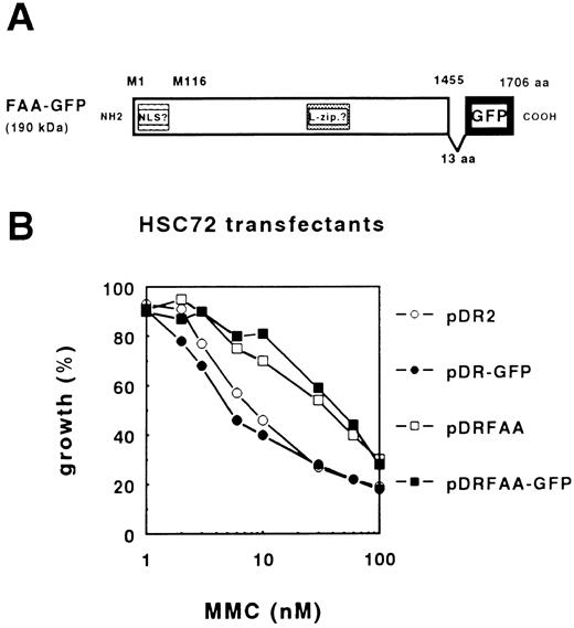 Fig. 1. The FAA-GFP chimera complements MMC-hypersensitivity in FA-A lymphoblasts. (A) Schematic representation of FAA-GFP. Indicated are the relative positions of both the putative bipartite nuclear localization domain (NLS) and leucine repeat motif (L-zip.). The cloning strategy used resulted in the insertion of 13 amino acids (aa), KLDIEFLQPGGST, leading to a hybrid protein encompassing 1,706 aa with a molecular weight of approximately 190 kD. (B) MMC-dependent growth inhibition in stably transfected HSC72 (FA-A) cells. The expression vector pDR2 alone or containing the GFP, FAA, or FAA-GFP coding regions were stably transfected in HSC72 cells and MMC-complementing activity of the constructs was determined.