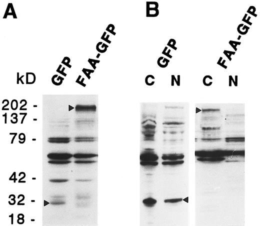 Fig. 3. Immunoblotting analysis on total cell extracts (A) or subcellular fractions (B) derived from 293-EBNA cells stably transfected with FAA-GFP or GFP. The GFP specific bands are indicated by arrowheads; cytoplasmic and nuclear cell fractions are indicated with C and N, respectively.