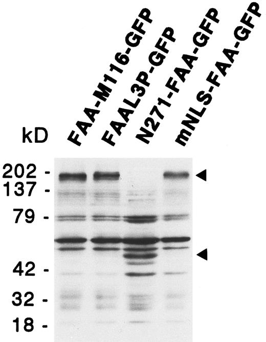 Fig. 4. Immunoblotting analysis of 293-EBNA cells transfected with deletion or site-directed mutants of FAA-GFP. The positions of the GFP fusion protein specific bands are indicated by arrowheads. See text for a description of the various mutants.