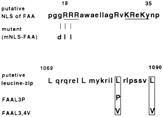 Fig. 5. Amino acid sequence of the putative bipartite nuclear localization signal (NLS) and leucine repeat found in FAA, and their mutated derivatives. Amino acids that are in agreement with the consensus sequences are indicated with capital letters. In case of the bipartite NLS, basic residues that fit the consensus best are underlined. Depicted are the amino acid substitutions introduced by site-specific mutagenesis.