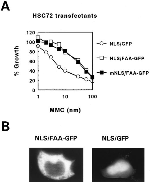 Fig. 6. MMC complementation and subcellular localization of FAA-GFP tagged with the SV40 Large T NLS. (A) MMC survival curve of FA-A lymphoblasts stably transfected with FAA-GFP tagged with either a functional (NLS/FAA-GFP) or inactive (mNLS/FAA-GFP) Large T NLS. As control, FA-A cells transfected with the Large T NLS fused to GFP (NLS/GFP) were used. (B) Fluorescence microscopy of 293-EBNA cells transfected with NLS/FAA-GFP or NLS/GFP.