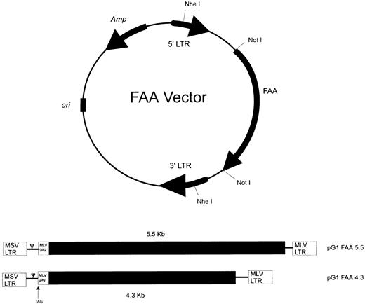 Fig. 1. Schematic diagrams of FAA retroviral vector constructs. A general schema for the two retroviral constructs used is shown with the FAA coding region subcloned as a Not I fragment into plasmid pG1 (top). (Bottom) The FAA cDNA is driven by the 5′ hybrid long terminal repeat (LTR) of murine moloney sarcoma virus; psi (ψ) retroviral packaging signal; TAG represents a mutation in authentic start codon in the molony murine leukemia virus gag.