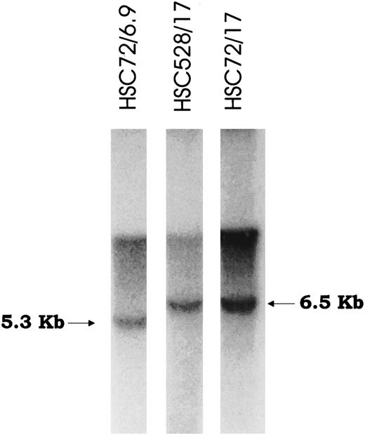 Fig. 3. Southern blot analysis of FAA-transduced lymphoblast cell lines. Genomic DNA was isolated from two cell lines transduced with either vector FAA 5.5 or FAA 4.3, digested with Nhe I and hybridized with probe to FAA. The expected bands (6.5 kb and 5.3 kb) represent unrearranged proviral form in each cell line.