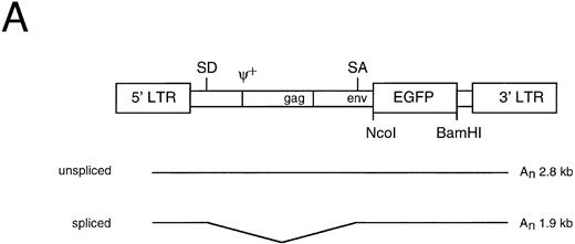 Fig. 1. Characterization of the aMFG-EGFP retroviral producer cell line. (A) Schematic representation of the MFG-EGFP retroviral vector. LTR, long terminal repeat; ψ, viral packaging signal; SD and SA, splice donor and acceptor sites, respectively; gag and env indicate the presence of part of the MoMLV gag and env sequences. The predicted sizes of the two expected RNA isoforms are indicated. (B) FACS analysis of EGFP expression; the corresponding profile of the packaging cell line GP+envAm12 (thin line) is overlaid for comparison. (C) Northern blot analysis of aMFG-EGFP RNA. Total RNA (25 μg) from producer cells (lane 1) and GP+envAm12 (lane 2) was resolved by electrophoresis, blotted to a nylon membrane, and hybridized with a probe specific for EGFP.