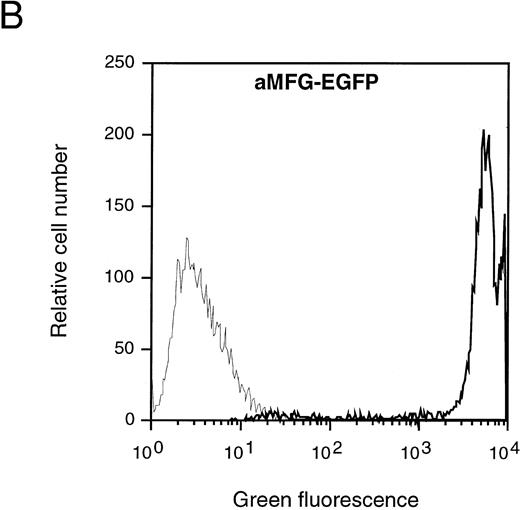 Fig. 1. Characterization of the aMFG-EGFP retroviral producer cell line. (A) Schematic representation of the MFG-EGFP retroviral vector. LTR, long terminal repeat; ψ, viral packaging signal; SD and SA, splice donor and acceptor sites, respectively; gag and env indicate the presence of part of the MoMLV gag and env sequences. The predicted sizes of the two expected RNA isoforms are indicated. (B) FACS analysis of EGFP expression; the corresponding profile of the packaging cell line GP+envAm12 (thin line) is overlaid for comparison. (C) Northern blot analysis of aMFG-EGFP RNA. Total RNA (25 μg) from producer cells (lane 1) and GP+envAm12 (lane 2) was resolved by electrophoresis, blotted to a nylon membrane, and hybridized with a probe specific for EGFP.