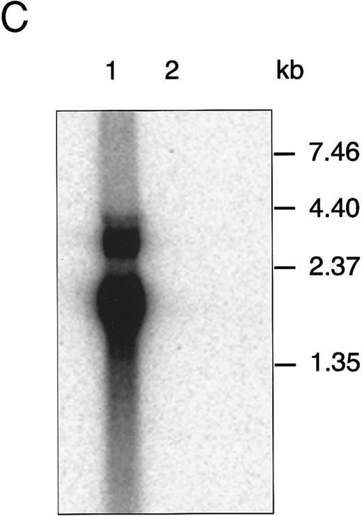 Fig. 1. Characterization of the aMFG-EGFP retroviral producer cell line. (A) Schematic representation of the MFG-EGFP retroviral vector. LTR, long terminal repeat; ψ, viral packaging signal; SD and SA, splice donor and acceptor sites, respectively; gag and env indicate the presence of part of the MoMLV gag and env sequences. The predicted sizes of the two expected RNA isoforms are indicated. (B) FACS analysis of EGFP expression; the corresponding profile of the packaging cell line GP+envAm12 (thin line) is overlaid for comparison. (C) Northern blot analysis of aMFG-EGFP RNA. Total RNA (25 μg) from producer cells (lane 1) and GP+envAm12 (lane 2) was resolved by electrophoresis, blotted to a nylon membrane, and hybridized with a probe specific for EGFP.
