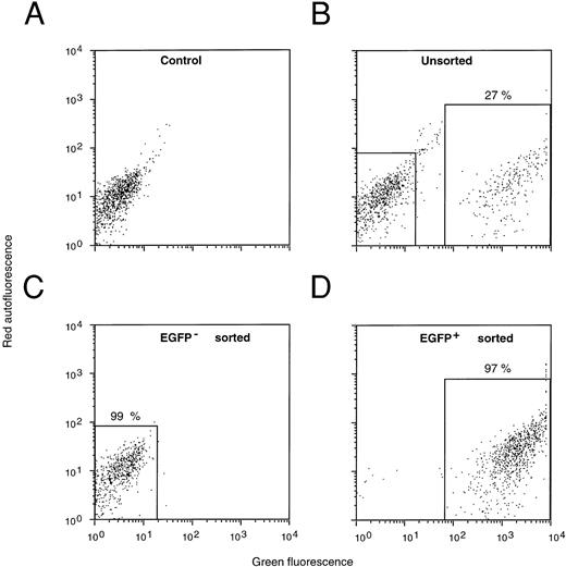 Fig. 3. FACS selection of MFG-EGFP-transduced murine BM cells. Dot-plot profiles of mock-transduced (A), MFG-EGFP-transduced total BM cells (B), FACS sorted EGFP-negative (C), and EGFP-positive cells (D) are shown. The number of events obtained in the FL2 emission channel (= red autofluorescence) is plotted versus the number obtained in the FL1 channel (= green fluorescence). Percentages of cells in the sort windows are indicated. Cells from each of these fractions were used for in vitro clonogenic progenitor (GM-CFU) and day 13 CFU-S assays and individual colonies were analyzed for EGFP expression by FACS (Table 1).