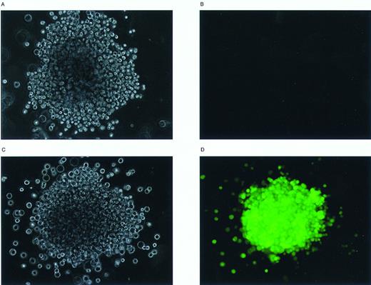 Fig. 4. Examination of EGFP expression in individual GM-CFU methylcellulose colonies by inverted fluorescence microscopy. Murine BM cells were transduced with the MFG-EGFP retroviral vector and subsequently analyzed for the presence of in vitro clonogenic progenitor cells. Individual GM-CFU were then examined with an Olympus IX70 inverted fluorescence microscope. Phase-contrast (A, C) and fluorescence micrographs (B, D) were prepared of an EGFP-negative (A, B) and an EGFP-positive GM-CFU (C, D); original magnification × 100.
