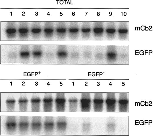 Fig. 5. Demonstration of proviral integration analysis of in vitro clonogenic progenitor cells derived from retrovirally transduced murine BM cells. Individual colonies were isolated from methylcellulose cultures containing total EGFP-transduced BM cells, FACS-sorted EGFP-negative or EGFP-positive cells, and analyzed by PCR using primers specific for EGFP (EGFP). As a positive control for PCR, primers specific for the murine peripheral cannabinoid receptor (mCb2) were used.58