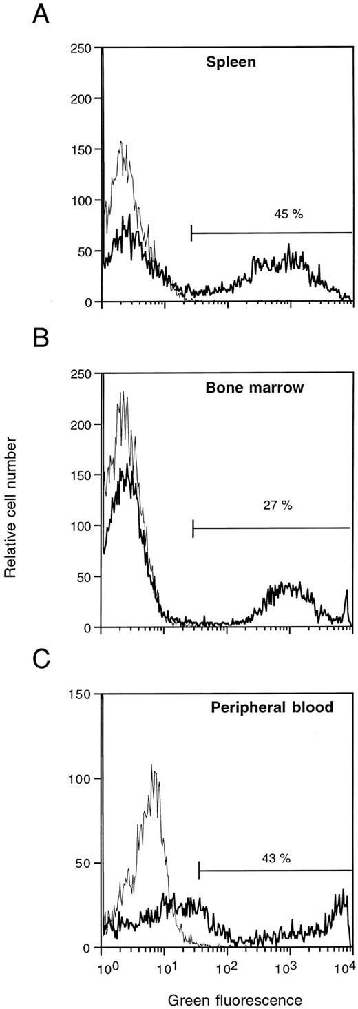 Fig. 8. Flow cytometric analysis of EGFP expression 13 days posttransplantation in the spleen (A), BM (B), and peripheral blood (C) of mice injected with mock-transduced (thin lines) or MFG-EGFP–transduced murine BM cells. The results for one representative animal are shown. Percentages of cells positive for EGFP expression are indicated.