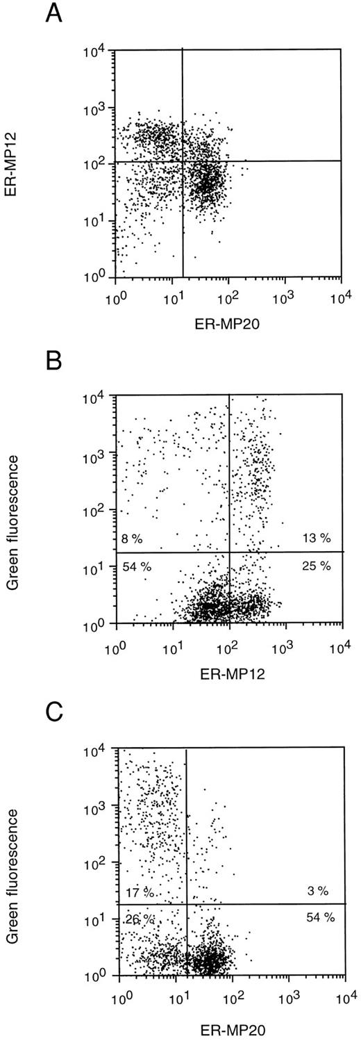 Fig. 9. FACS analysis of EGFP expression in relation to ER-MP12 and ER-MP20 antigen expression in normal murine BM cells directly after transduction. The cells were stained sequentially with unlabeled ER-MP20 followed by GaR-Cy5 for detection of ER-MP20 antigen expression in the FL4 channel (ER-MP20), and with biotinylated ER-MP12 followed by SA-Tricolor for detection of ER-MP12 antigen expression in the FL3 channel (ER-MP12) of the FACSCalibur. The dot-plot profiles of ER-MP12 versus ER-MP20 (A) and of ER-MP12 and ER-MP20 versus green fluorescence (B and C, respectively) are shown. The lines used to discriminate between negative and positive cell populations are indicated and defined on the basis of appropriate control samples. In (B) and (C) the percentages of cells occurring in each quadrant are indicated.