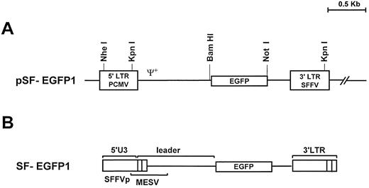 Fig. 1. (A) Structure of the pSF-EGFP1 retroviral vector. EGFP, enhanced green fluorescent protein; LTR, long terminal repeat; Ψ+ indicates the presence of the retroviral packaging sequence; PCMV, PCC4-cell-passaged mutant virus; SFFVp, polycythemic strain of the spleen focus-forming virus. (B) Proviral form of the pSF-EGFP1 vector following retroviral integration. PBS, primer binding site; MESV, murine embrionic stem cell virus.