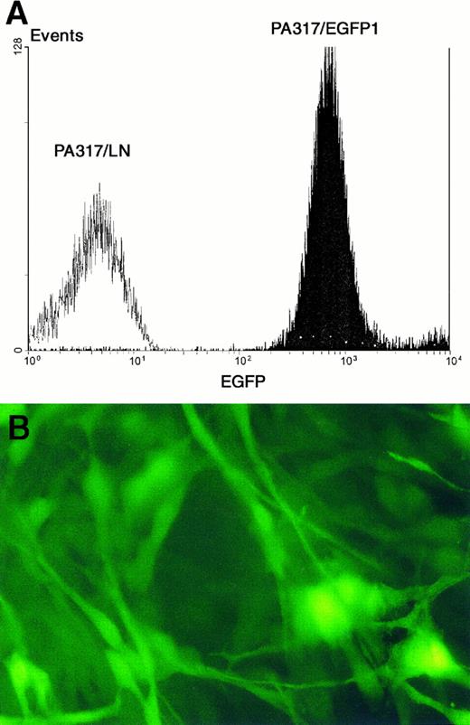 Fig. 2. (A) FACS analysis of PA317/EGFP1 vector producing cells. PA317/LN cells (carrying the neomycin resistance gene) were used as a control. Fluorescence intensity is more than 100 times above the control cells. (B) Picture shows PA317/EGFP1 cells under a fluorescence microscope (400× optical magnification).