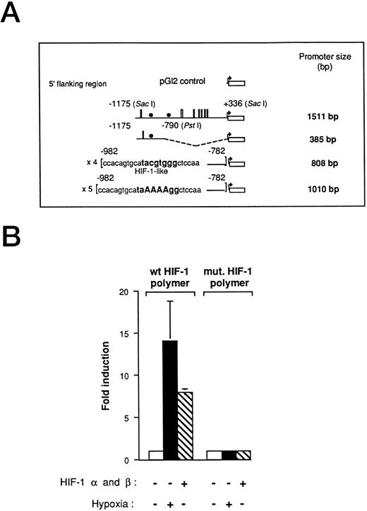 Fig. 1. Functional demonstration of a hypoxia inducible factor-1 (HIF-1) element in the human VEGF promoter region in Ha-ras–transformed cells (NIH3T3R). (A) Promoter deletion constructs derived from a 1,511-bp fragment of the VEGF promoter. The HIF-1–like wt and mutant polymers were generated by PCR amplification from the 1,511-bp fragment. Thin lines, 5′ sequences used (numbers refer to the distance from the start site of transcription); boxes, SP-1-binding sites, and solid circles, HIF-1–like element. (B) Transient transfections with HIF-1α (5 μg)- and HIF-1β (5 μg)-expression vectors with 5 μg of the HIF-1 polymer- and the HIF-1 mutant-VEGF reporter plasmid. NIH3T3R cells were transfected with reporter plasmid, allowed to recover for 17 hours in air, treated in air or hypoxia (0.02% O2) for 5 hours before being assayed for luciferase activity. The relative fold induction refers to the ratio of luciferase activity measured in treated cells relative to the activity observed in the untreated controls. Values represent the means of at least three independent transfections. Error bars represent one standard deviation of the mean.