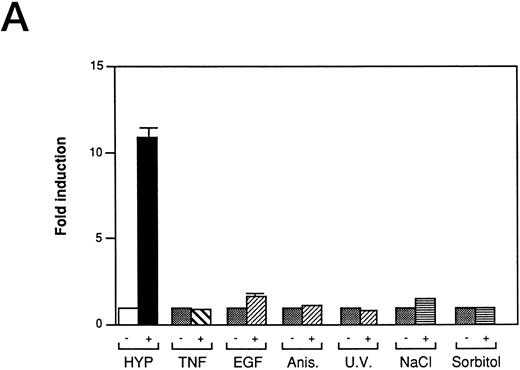 Fig. 3. Inducers of JNK/SAPK and p38 kinase do not activate the same hypoxia-responsive elements that stimulate VEGF promoter activity in Ha-ras transformed cells (NIH3T3R). (A) Effect of JNK/SAPK and p38 kinase activators on the induction of a 385-bp VEGF reporter construct in NIH3T3R cells. NIH3T3R cells were left untreated or treated with 0.02% oxygen (HYP), TNF-α (200 U/mL), epidermal growth factor (EGF, 30 ng/mL), anisomycin (Anis, 30 ng/mL), sodium chloride (NaCl, 0.1 mol/L), or sorbitol (0.2 mol/L) for 7 hours before luciferase measurement. UV light was applied at 40 J/m2 24 hours before luciferase measurement. The relative fold induction refers to the ratio of luciferase activity measured in treated cells relative to the activity observed in the untreated controls. Values represent the means of at least three independent experimental results. Error bars represent 1 SD of the mean. (B) Comparison of JNK/SAPK activity induced by anisomycin with JNK/SAPK activity induced by 0.02% oxygen (HYP 0, 30, and 60 minutes) and 3.9% oxygen or 0.02% oxygen with or without reoxygenation after 0 minutes or 30 minutes. Values represent at least three independent experiments.