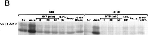 Fig. 3. Inducers of JNK/SAPK and p38 kinase do not activate the same hypoxia-responsive elements that stimulate VEGF promoter activity in Ha-ras transformed cells (NIH3T3R). (A) Effect of JNK/SAPK and p38 kinase activators on the induction of a 385-bp VEGF reporter construct in NIH3T3R cells. NIH3T3R cells were left untreated or treated with 0.02% oxygen (HYP), TNF-α (200 U/mL), epidermal growth factor (EGF, 30 ng/mL), anisomycin (Anis, 30 ng/mL), sodium chloride (NaCl, 0.1 mol/L), or sorbitol (0.2 mol/L) for 7 hours before luciferase measurement. UV light was applied at 40 J/m2 24 hours before luciferase measurement. The relative fold induction refers to the ratio of luciferase activity measured in treated cells relative to the activity observed in the untreated controls. Values represent the means of at least three independent experimental results. Error bars represent 1 SD of the mean. (B) Comparison of JNK/SAPK activity induced by anisomycin with JNK/SAPK activity induced by 0.02% oxygen (HYP 0, 30, and 60 minutes) and 3.9% oxygen or 0.02% oxygen with or without reoxygenation after 0 minutes or 30 minutes. Values represent at least three independent experiments.