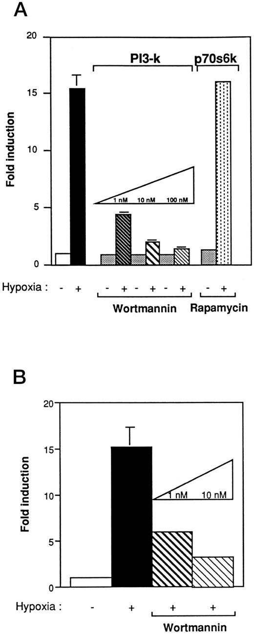 Fig. 4. The effect of wortmannin and rapamycin on VEGF promoter activity in Ha-ras–transformed cells (NIH3T3R). (A) Wortmannin inhibits the induction of the hypoxia-responsive element in the VEGF promoter in NIH3T3 Ras-transformed cells. Cells that were transiently transfected with 5 μg of a 385-bp VEGF reporter plasmid were preincubated in varying concentrations of wortmannin or rapamycin for 2 hours before hypoxic exposure. Values represent at least five independent transfections. Error bars represent 1 SD of the mean. (B) Wortmannin inhibits the induction of the hypoxia-responsive element in the VEGF promoter in Rat-1 Ras-transformed cells. Transient transfection with 5 μg of the HIF-1 expression vector. Cells were preincubated with varying concentrations of wortmannin for 2 hours before hypoxic exposure. The relative fold induction refers to the ratio of luciferase activity measured in treated cells relative to the activity observed in the untreated controls. Values represent the means of at least three independent transfections. Error bars represent 1 SD of the mean.