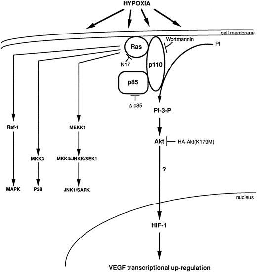 Fig. 7. Model for transcriptional regulation of human VEGF gene through an HIF-1 element under a synergistic effect of Ha-ras and hypoxia, via the activation of the PI 3-kinase, which activates Akt.