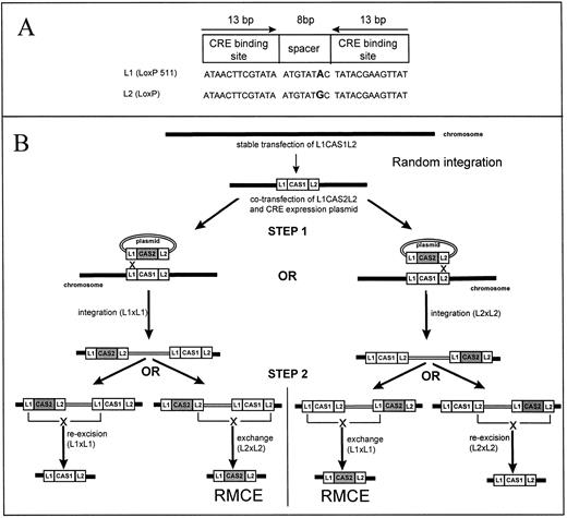 Fig. 1. RMCE. (A) Structure of a Lox Site: Lox sites are 34-bp double-stranded DNA fragments composed of two inverted binding sites for the CRE recombinase flanking an 8-bp spacer. The exact sequence of the spacer is not crucial for the recombination to occur, but the spacer sequence must be the same for two Lox sites to recombine.25 By introducing mutation in the spacer region, one can therefore create mutually incompatible Lox sites, that is, Lox sites that will recombine with themselves but not with each other. On the two last lines of the figure, the sequences of L1 and L2, the two mutually incompatible sites used in this study, are depicted. L1 and L2 differ by a G → A mutation at position +3 of their spacer regions. (B) Principle of RMCE: RMCE is a method that allows the exchange of a cassette located on a chromosome (cassette 1) by a cassette located on a plasmid (cassette 2). To perform RMCE a single-copy of cassette 1 flanked by L1 and L2 is placed on a chromosome by random integration (or by homologous recombination). A plasmid containing cassette 2 flanked by L1 and L2 is then cotransfected with a CRE expression plasmid in cells containing cassette 1. After the transfection, two reactions can occur (step 1): either the two L1 sites recombine or the two L2 sites recombine leading in either cases to integration of the plasmid carrying cassette 2 in the chromosome. If the L1 sites recombine leading in either cases to integration of the plasmid carrying cassette 2 in the chromosome. If the L1 sites recombine the structure on the left-hand side of the figure is obtained. If the L2 sites recombine the structure on the right-hand side of the figure is obtained. However, these structures are not the final outcome of the reaction because two L1 and L2 sites are now present in cis on the chromosome and can recombine at high efficiency (see text). These secondary recombinations (step 2) lead either to re-excision of the plasmid carrying cassette 2 or to the exchange of cassette 1 by cassette 2. When an insertion occur, it is stable because L1 and L2 cannot recombine with each other. Cassette 2 is therefore locked into the chromosome. The products of step 2 are also substrates for RMCE, the final proportion of exchanges versus re-excisions therefore depends on the number of copies of plasmid introduced in the cells. Theoretically, the equilibrium between exchange and re-excision can be tilted toward exchange by introducing large number of plasmid molecules in the cells. The thick lines represent chromosomal sequences. The double line plasmidic sequences. CAS1, cassette 1; CAS2, cassette 2. “X” symbolize CRE-mediated recombination.