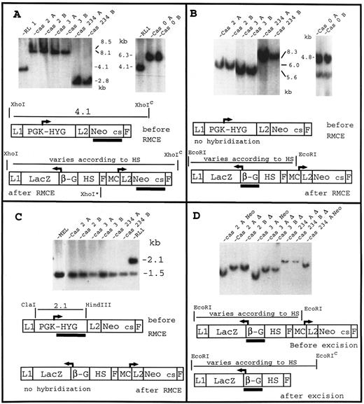 Fig. 3. Insertion of cassettes 2, 3, 234 and 0 at the RL1 locus and excision of MCneo. Panels (A) through (C) demonstrate insertion of cassettes 0, 2, 3, and 234 by RMCE at the RL1 locus using three different probes. In all three panels, lanes labeled RL1 contains DNA with the PGK-Hyg gene inserted at RL1 while lanes A and B contains DNA isolated from two independent clones. The blots in panel (A) were probed with a DNA fragment containing the entire coding sequence of the Neomycin resistance gene. The band present when the PGK-Hyg gene is at RL1, disappear after RMCE, and is replaced by a band of a size characteristic of each cassette. In the case of cassette 234, presence of an internal Xho I site (XhoI*) leads to a band smaller than the band observed when the PGK-Hyg gene is at RL1. The restriction site marked by a superscript “c” is a chromosomal site located close to the integration site. In panel (B) the blots were probed with a segment of the β-globin promoter (region −374 to +40 relative to the cap site). The size of the fragment varies as expected, according to the size of the cassettes. As expected, the PGK-Hyg gene at the RL1 locus did not hybridize to the β-globin promoter probe (data not shown). In panel (C), the blots were probed with a segment of the PGK-Hyg gene containing the coding sequence of the Hyg gene and the mouse PGK polyA signal. The 1.5-kb band present in all lanes represents the endogenous PGK polyA gene and serves as a useful loading control; the upper band is a PGK-Hyg specific band (lane RL1): as expected it disappears when one of the cassettes is at RL1 (all other lanes). This shows that the PGK-Hyg gene is exchanged during RMCE rather than simply inactivated by the insertion. Panel (D) shows excision of the reconstituted MCNeo gene. For each cassette, one subclone containing the MCneo gene (for instance Cas 2 A Neo) and two subclones having lost the MCNeo gene (for instance Cas 2 A Δ, and Cas 2 B Δ) are shown. The blots were probed with a β-globin promoter fragment (see panel B). With all cassettes, excision is demonstrated by an increase in size of the fragment due to the loss of an EcoRI site present in the MC Neo promoter. Neo cs, neomycin resistance coding sequence (also includes polyA sequence); β-G, β-globin promoter; L1 and L2, Lox sites differing by a mutation in their spacer region; F, FLP recognition target (FRT); MC, MC promoter.