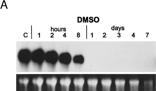 Fig. 5. Regulation of myeloblastin gene expression in PLB-985 and NB4 cells. (A) Northern blot showing downregulation of myeloblastin RNA in PLB-985 cells induced to differentiate with 1.25% DMSO. Cells were treated from 1 hour to 4 days with DMSO. Five micrograms of total cell RNA from each sample was separated on agarose/formaldehyde gel, transferred to a nylon membrane, and probed with a myeloblastin cDNA probe. Photograph of EtBr-stained 28S rRNA band is shown, verifying integrity and equal loading of RNA. (B) PLB-985 cells were treated with 9-cis-RA or the selective ligands for 1, 2, 3, 4, and 7 days. Lane C contains control normal cell RNA.