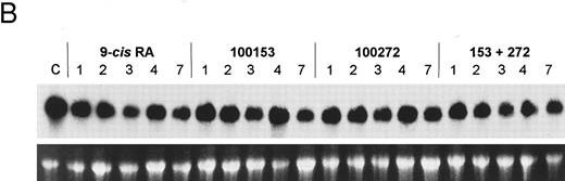 Fig. 5. Regulation of myeloblastin gene expression in PLB-985 and NB4 cells. (A) Northern blot showing downregulation of myeloblastin RNA in PLB-985 cells induced to differentiate with 1.25% DMSO. Cells were treated from 1 hour to 4 days with DMSO. Five micrograms of total cell RNA from each sample was separated on agarose/formaldehyde gel, transferred to a nylon membrane, and probed with a myeloblastin cDNA probe. Photograph of EtBr-stained 28S rRNA band is shown, verifying integrity and equal loading of RNA. (B) PLB-985 cells were treated with 9-cis-RA or the selective ligands for 1, 2, 3, 4, and 7 days. Lane C contains control normal cell RNA.