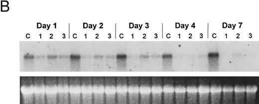 Fig. 6. Regulation of bcl-2 expression in PLB-985 cells. Northern blots of: (A) cells treated with 1.25% DMSO for 1 hour to 7 days; (B) cells treated with either 9-cis- (lanes 1), 13-cis-(lanes 2), or all-trans-RA (lanes 3) for 1, 2, 3, 4, and 7 days; and (C) cells treated with 9-cis-RA for 1 to 48 hours. Lane C contains control normal cell RNA. (D) Western blot showing downregulation of bcl-2 protein in PLB-985 and NB4 cells treated with 9-cis-RA for 1, 2, 3, 4, and 7 days. Ten micrograms of protein extract was separated on a 15% SDS-PAGE, transferred to a membrane, and probed with an α-bcl-2 antibody using ECL, described in Materials and Methods. Lane C contains control normal cell protein.