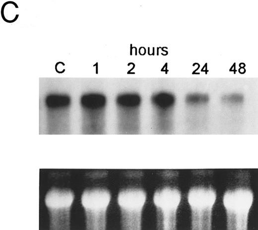 Fig. 6. Regulation of bcl-2 expression in PLB-985 cells. Northern blots of: (A) cells treated with 1.25% DMSO for 1 hour to 7 days; (B) cells treated with either 9-cis- (lanes 1), 13-cis-(lanes 2), or all-trans-RA (lanes 3) for 1, 2, 3, 4, and 7 days; and (C) cells treated with 9-cis-RA for 1 to 48 hours. Lane C contains control normal cell RNA. (D) Western blot showing downregulation of bcl-2 protein in PLB-985 and NB4 cells treated with 9-cis-RA for 1, 2, 3, 4, and 7 days. Ten micrograms of protein extract was separated on a 15% SDS-PAGE, transferred to a membrane, and probed with an α-bcl-2 antibody using ECL, described in Materials and Methods. Lane C contains control normal cell protein.