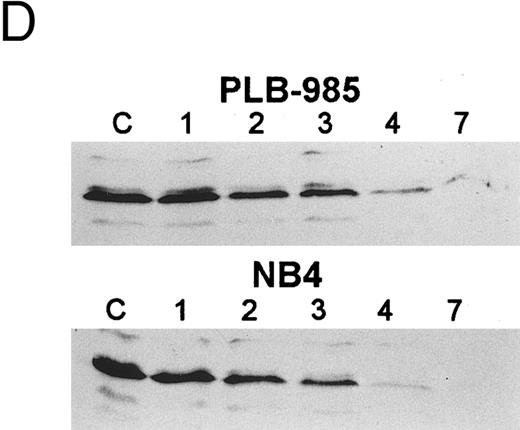 Fig. 6. Regulation of bcl-2 expression in PLB-985 cells. Northern blots of: (A) cells treated with 1.25% DMSO for 1 hour to 7 days; (B) cells treated with either 9-cis- (lanes 1), 13-cis-(lanes 2), or all-trans-RA (lanes 3) for 1, 2, 3, 4, and 7 days; and (C) cells treated with 9-cis-RA for 1 to 48 hours. Lane C contains control normal cell RNA. (D) Western blot showing downregulation of bcl-2 protein in PLB-985 and NB4 cells treated with 9-cis-RA for 1, 2, 3, 4, and 7 days. Ten micrograms of protein extract was separated on a 15% SDS-PAGE, transferred to a membrane, and probed with an α-bcl-2 antibody using ECL, described in Materials and Methods. Lane C contains control normal cell protein.