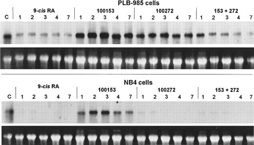 Fig. 7. Northern blot comparing regulation of bcl-2 mRNA in PLB-985 and NB4 cells after treatment with 9-cis-RA or the selective ligands for 1, 2, 3, 4, and 7 days. Lane C contains control normal cell RNA. The Northern blot was prepared as in Fig 5.