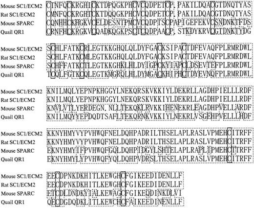 Fig. 2. Amino acid sequence homology among SC1/ECM2, osteonectin/SPARC, and QR1. Periods indicate gaps introduced to align sequences. Boxes with dashed lines represent amino acid identities. Boxes with solid lines represent positions of cysteine residues.