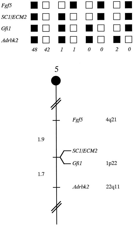 Fig. 4. SC1/ECM2 maps in the central region of mouse chromosome 5. SC1/ECM2 was placed on mouse chromosome 5 by interspecific backcross analysis. The segregation patterns of SC1/ECM2 and flanking genes in 94 backcross animals that were typed for all loci are shown at the top of the figure. For individual pairs of loci, more than 94 animals were typed (see text). Each column represents the chromosome identified in the backcross progeny that was inherited from the (C57BL/6J × M spretus ) F1 parent. The shaded boxes represent the presence of a C57BL/6J allele and white boxes represent the presence of a M spretus allele. The number of offspring inheriting each type of chromosome is listed at the bottom of each column. A partial chromosome 5 linkage map showing the location of SC1/ECM2 in relation to linked genes in shown at the bottom of the figure. Recombination distances between loci in centiMorgans are shown to the left of the chromosome, and the position of loci in human chromosomes, where known, are shown to the right. References for the human map positions of loci cited in this study can be obtained from GDB (Genome Data Base), a computerized database of human linkage information maintained by The William H. Welch Medical Library of The Johns Hopkins University (Baltimore, MD).