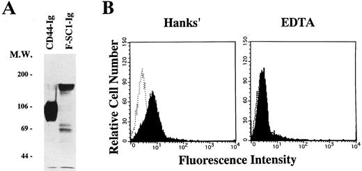 Fig. 5. A full length of F-SC1-Ig fusion protein recognizes the BCB10 pre-B cell line. Either the F-SC1- or CD44-Ig/pEFBOS plasmid was transfected into 293T cells. (A) Supernatants from each transfected sample were immunoprecipitated with proteinG-Sepharose. Western blot was perfomed by using horseradish peroxidase–conjugated goat antihuman Ig and the ECL chemiluminescence detection system. Samples were evaluated under reducing conditions. (B) BCB10 cells were stained with supernatants from each transfected sample, followed by FITC-goat antihuman IgG (shaded histograms). Hanks' solution with (right) or without (left) 5 mmol/L EDTA was used as washing buffer. Negative control stainings obtained with CD44-Ig are also shown (open histograms).