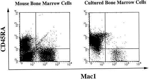 Fig. 8. Surface phenotypes of freshly isolated or cultured BM cells. Freshly isolated mouse BM cells or BM cells cocultured on NIH3T3 cells were subjected to two-color flow cytometry analysis. Myeloid cells were simultaneously detected by anti-Mac1 antibody, and B-lineage cells were stained for a CD45RA marker. Quadrants are indicated to show levels of background stainings observed with appropriate irrelevant control antibodies.